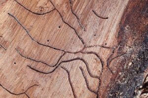 Termite Inspections